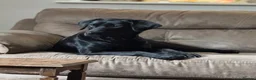 Labrador Retriever dogs for sale: Outstanding litter KC registered Labrador puppies - Advert 10