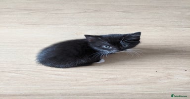British Shorthair cats - Advert 3