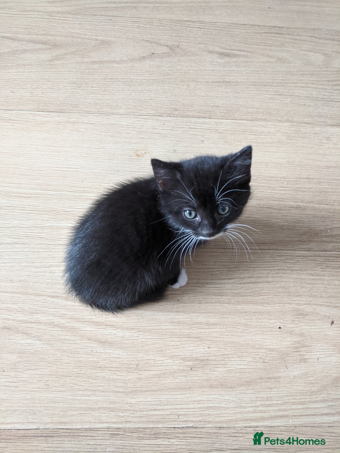 British Shorthair cats for sale: 5 tuxedo British shorthaired kittens - Image 3
