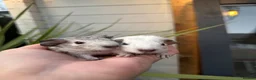 Guinea Pig rodents for sale: Baby guinea pigs mixed breeds  - Advert 1