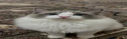 Ragdoll cats for sale: Male Ragdoll 1.3 years old - Advert 4