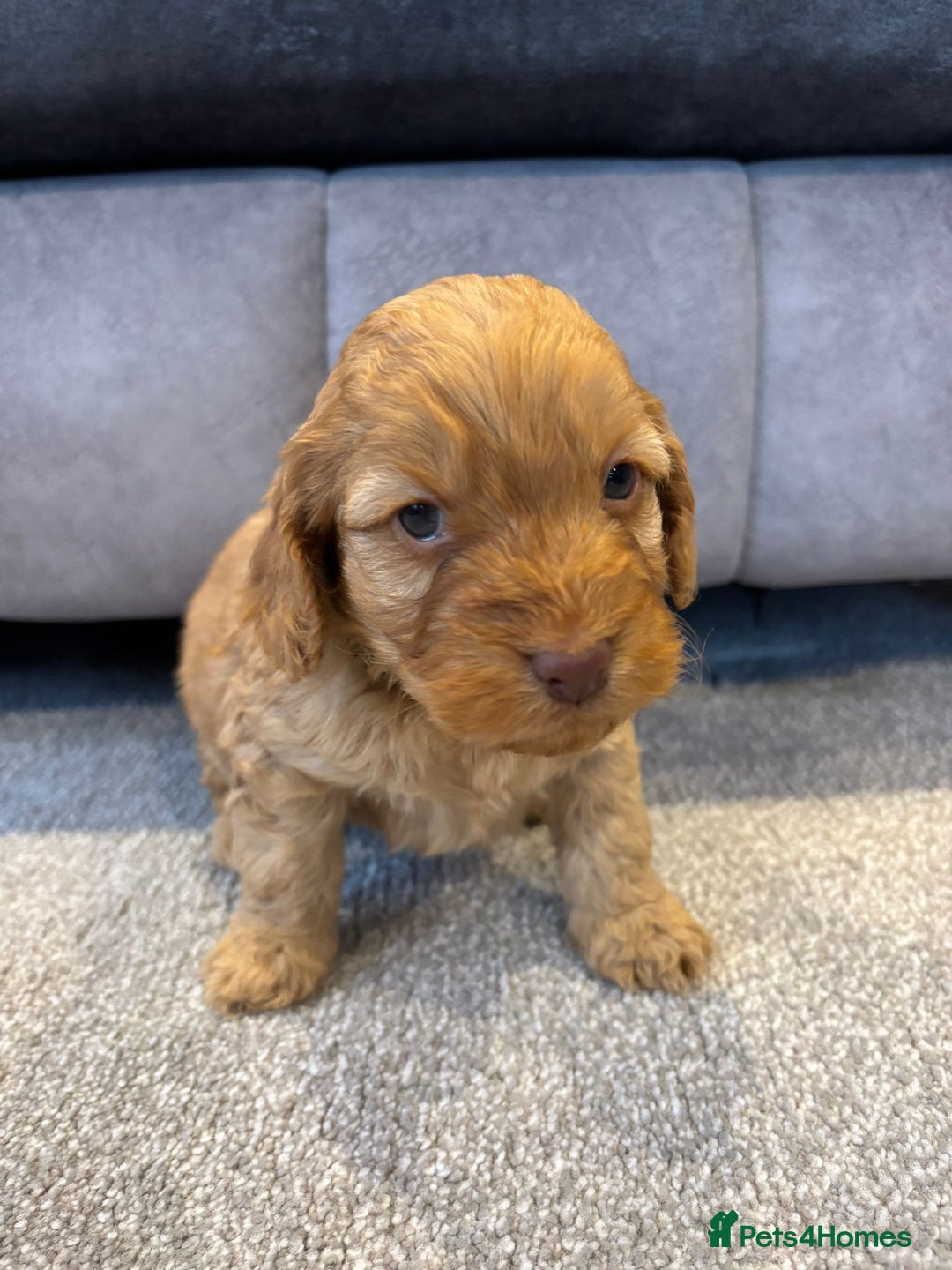 Cockapoo dogs for sale: Six stunning cockapoo puppies - Advert 30