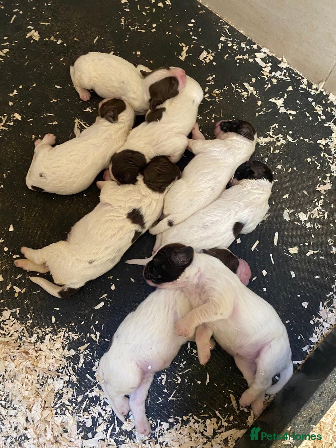 English Springer Spaniel dogs for sale: Stunning working line springer spaniels - Image 8