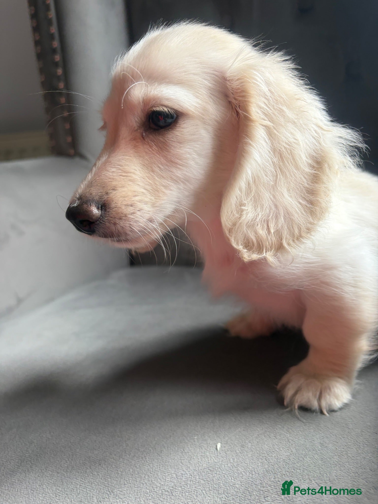 Miniature Dachshund dogs LAST ONE Long coat Cream miniature dachshund - Advert 16