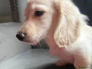 Miniature Dachshund dogs LAST ONE Long coat Cream miniature dachshund - Advert 16