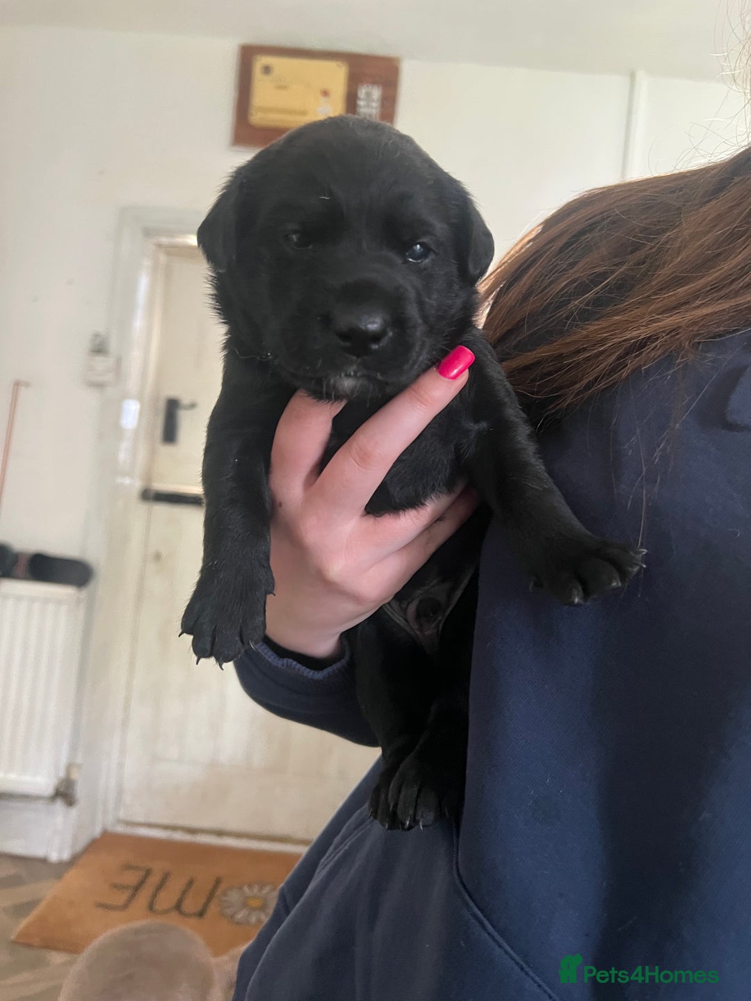 Mixed Breed dogs for sale: 3/4 lab 1/4 collie puppies  in Whitby - Image 3