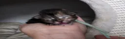 Maine Coon cats for sale: MALE Blue Classic Tabby & White Maine Coon kitten  - Advert 22