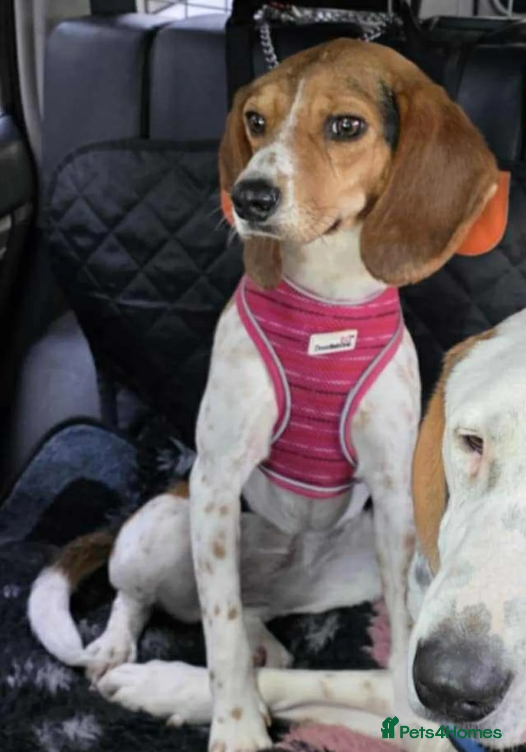 Mixed Breed dogs for adoption: Emily, with the softest ears - Advert 7