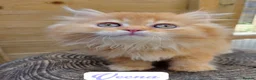 British Longhair cats for sale: 🧡🧸1 British Tabby SH Cutie 🍬🏡🥰 - Advert 12