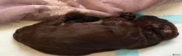 Cockapoo dogs for sale: Cockapoo puppies 🐶  in Gateshead - Advert 13