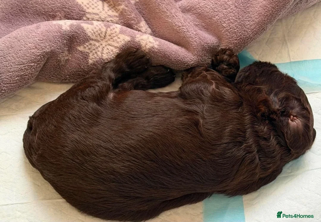 Cockapoo dogs for sale: Cockapoo puppies 🐶  in Gateshead - Advert 13
