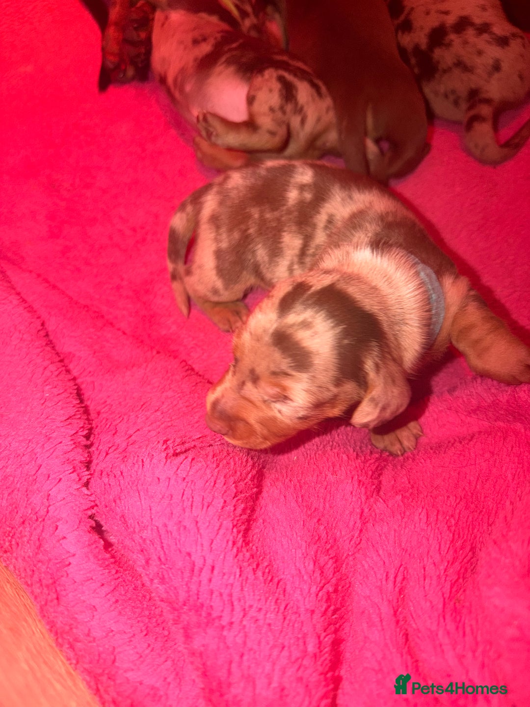 Miniature Dachshund dogs for sale: Miniature Dachshunds puppy's for sale.  - Advert 22