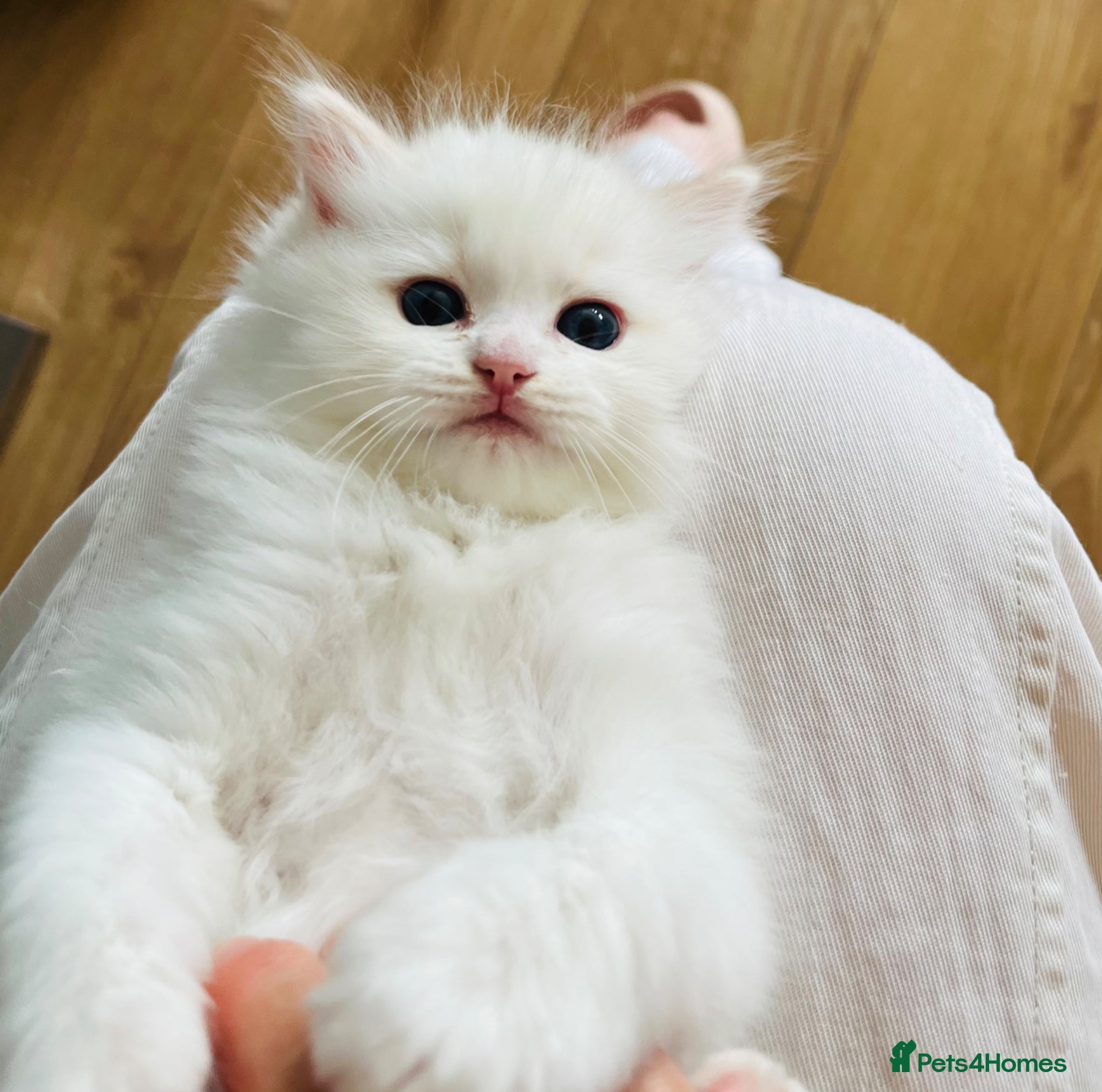 Ragdoll Kitten 1
