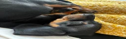 Miniature Dachshund dogs for sale: Ready Now - Beautiful Miniature Dachshund Puppies - Advert 3