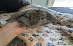 Mini Lop rabbits for sale: Gorgeous pure mini lops. Very friendly! - Image 4