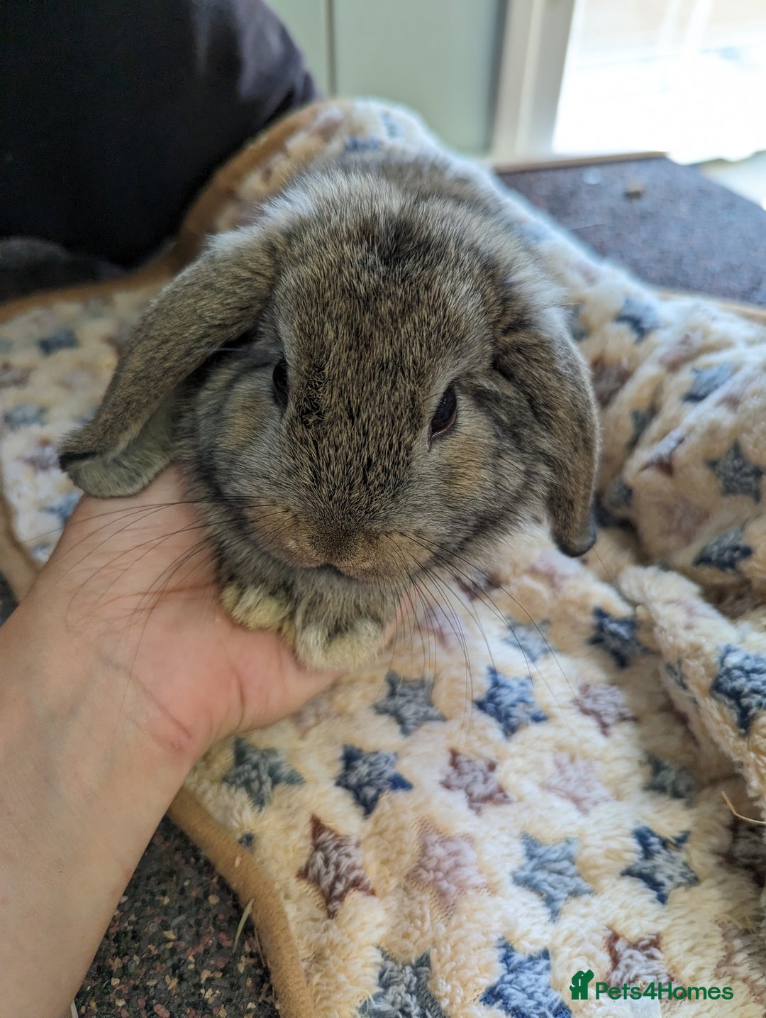 Mini Lop rabbits for sale: Gorgeous pure mini lops. Very friendly! - Image 4