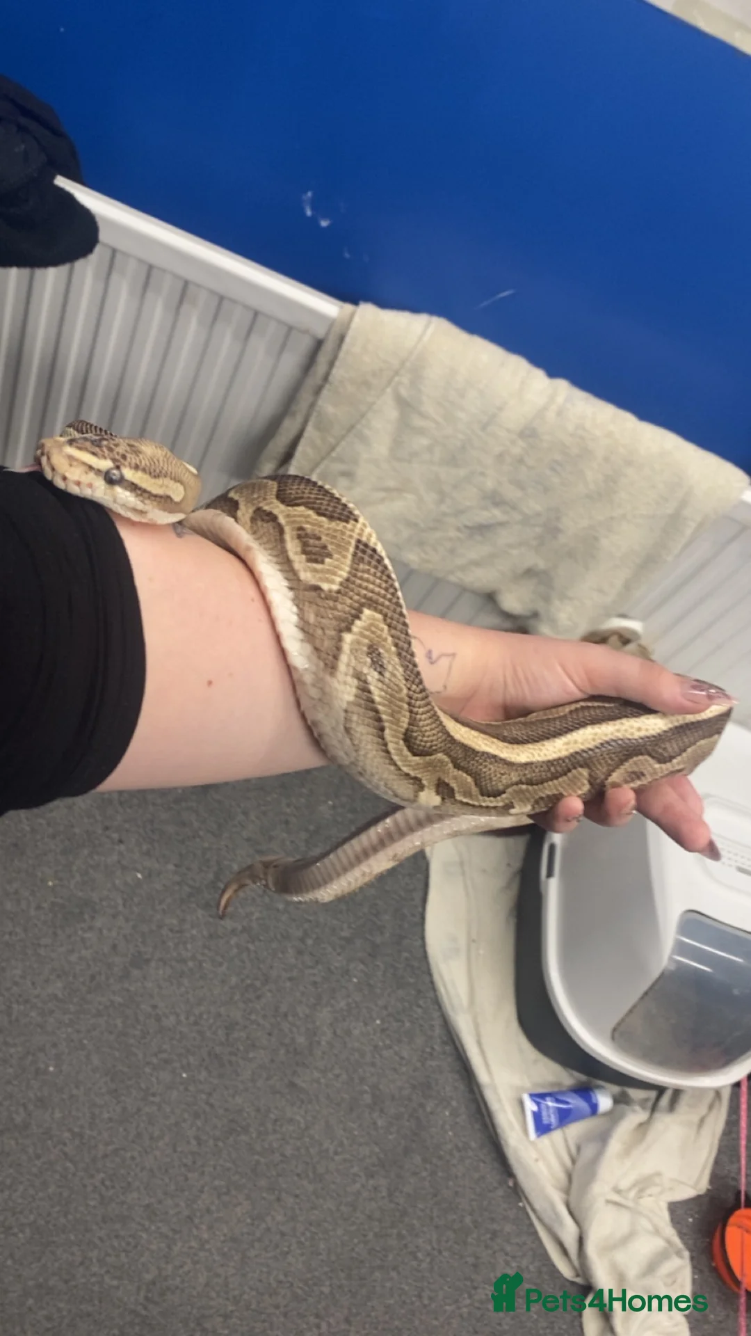 Python Snake reptiles for sale: Pastel Royal python  in Gloucester - Advert 1