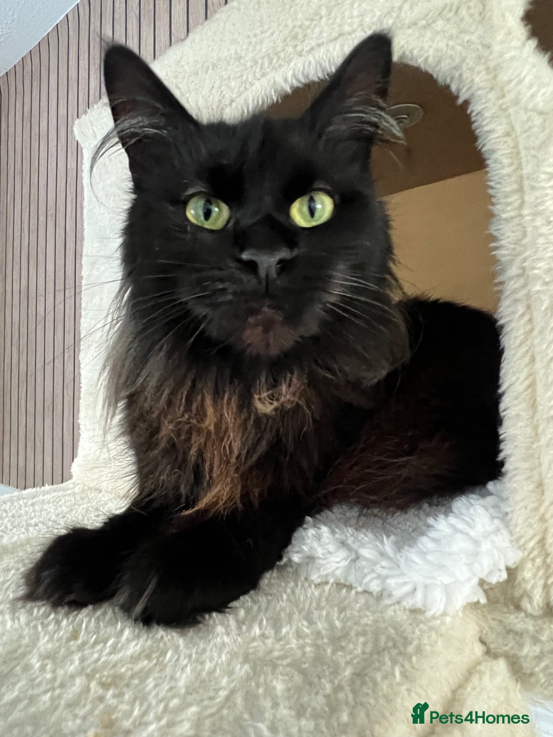 Maine Coon cats for sale: 2 year old mainecoon FEMALE - Image 2