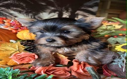 Yorkshire Terrier dogs for sale: Beautiful Pedigree Yorkshire Terrier puppies. - Advert 21