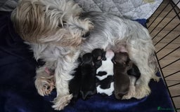 Biewer Terrier dogs for sale: Yorkshire Biewier terrier  - Advert 1