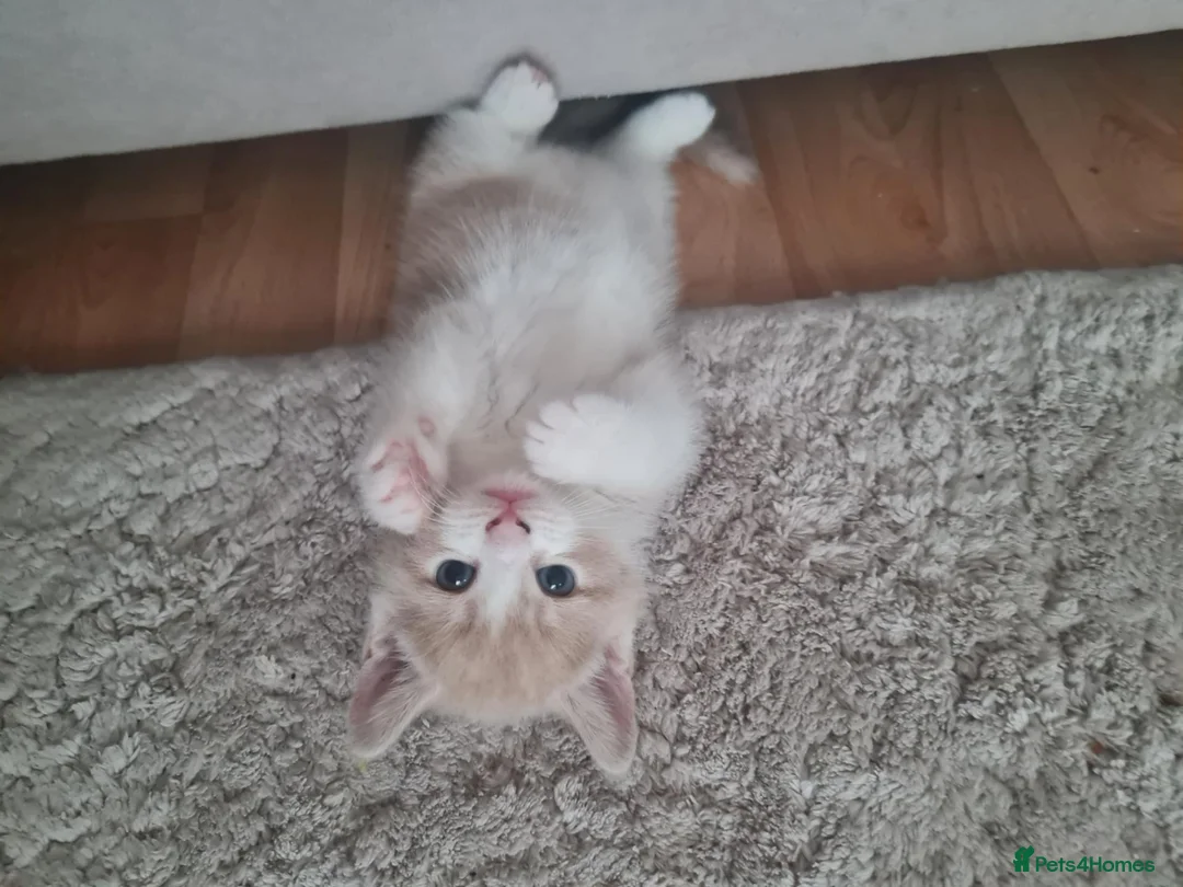 Mixed Breed cats for sale: 3 beautiful kittens - Advert 2