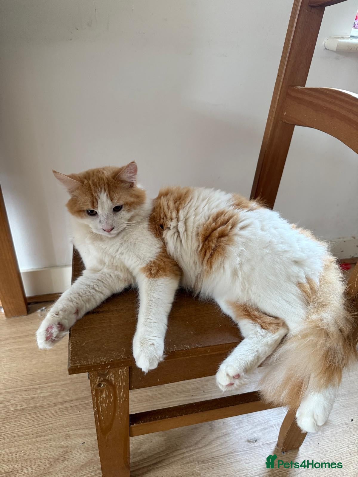 Maine Coon cats Beautiful Ginger Maine Coon - Advert 1
