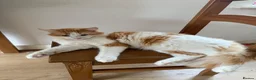 Maine Coon cats for sale: Beautiful Ginger Maine Coon - Advert 1