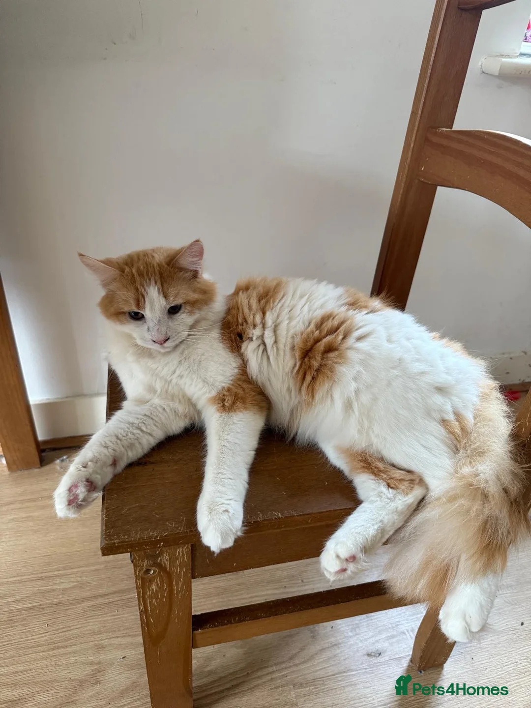Maine Coon cats for sale: Beautiful Ginger Maine Coon - Advert 1