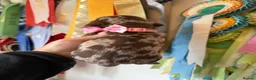 Miniature Dachshund dogs for sale: Miniature Dachshund Dapple Puppies 🐶 5🌟licensed  - Advert 40