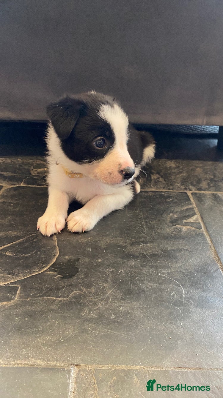 Mixed Breed dogs for sale: Border Collie Cross Pups ready for forever homes in Cairndow - Advert 9
