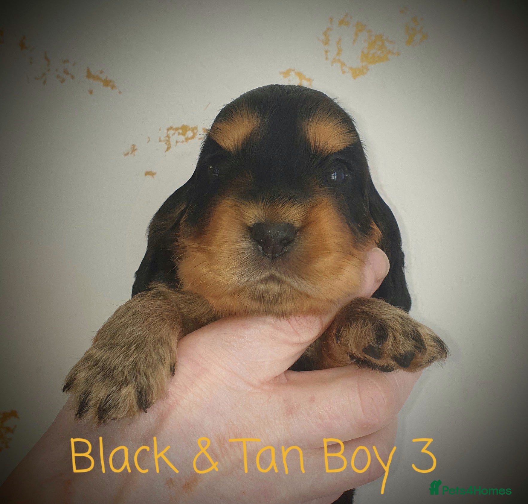 Cocker Spaniel dogs K.C Show line Cocker Spaniel puppies  - Advert 1