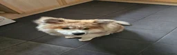 Japanese Akita Inu dogs for sale: Last Remaining Girl - RKC Registered - Advert 4