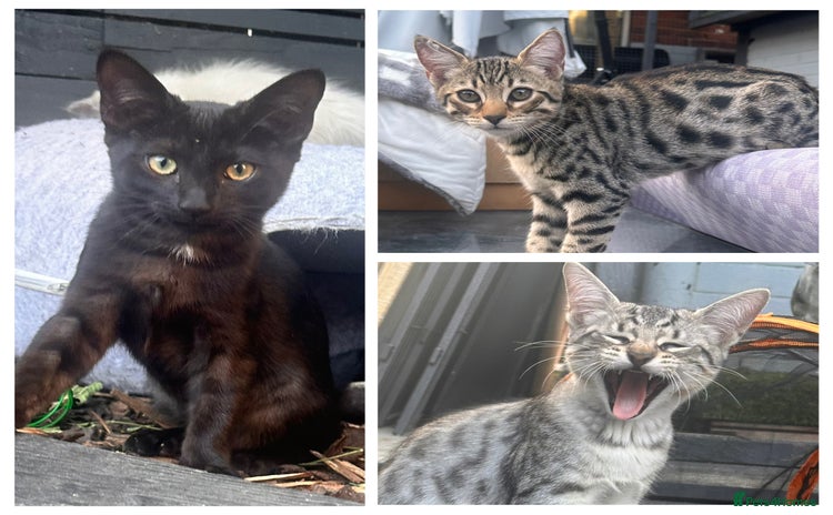 Savannah cats for sale - Advert 1