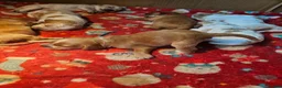 Cocker Spaniel dogs for sale: Stunning show KC Registered Cocker Spaniel pups in Omagh - Advert 17