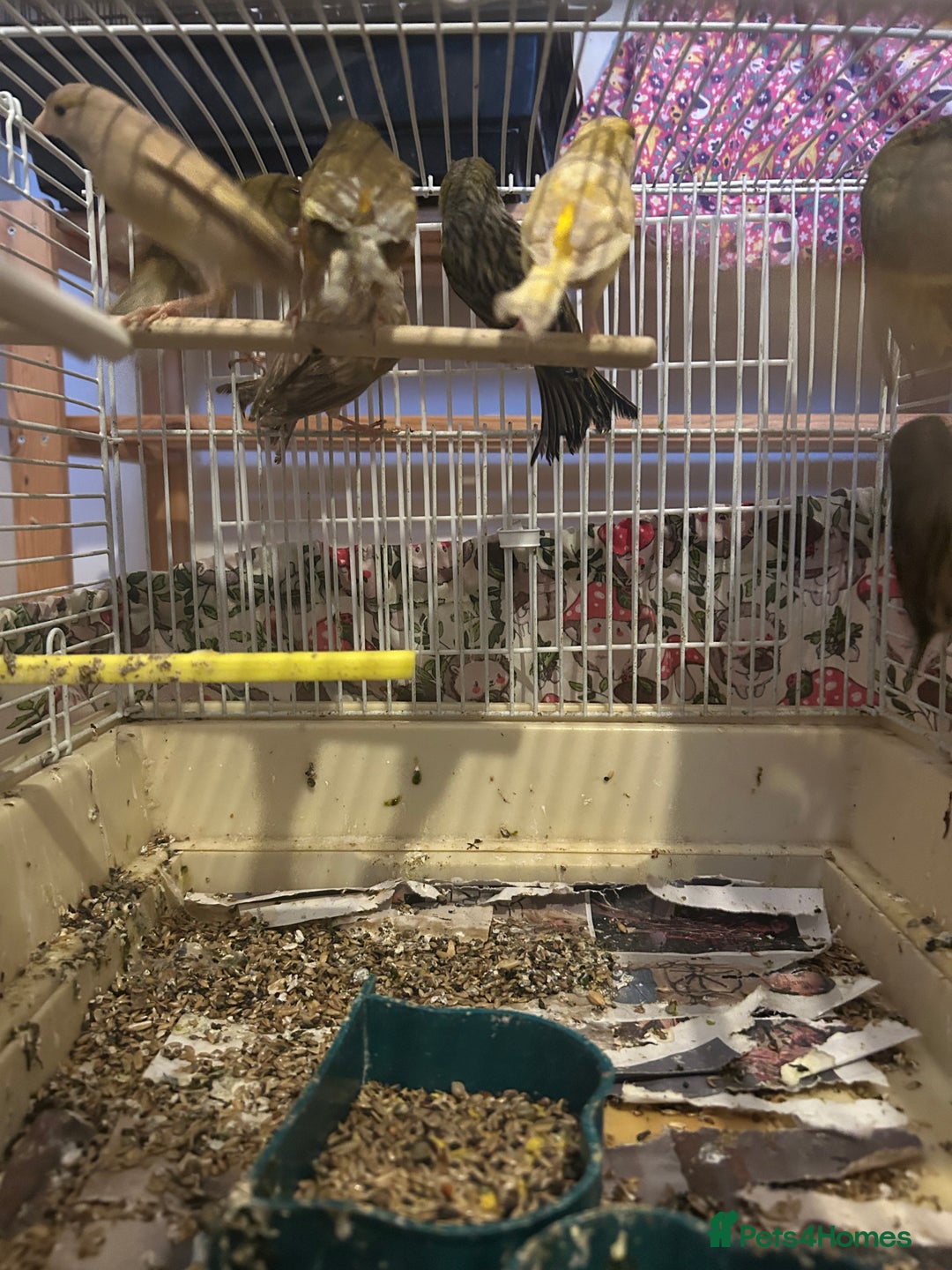 Canaries birds for sale: Canaries mixed colour  - Advert 1