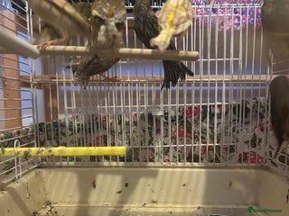 Canaries birds Canaries mixed colour - Advert 2