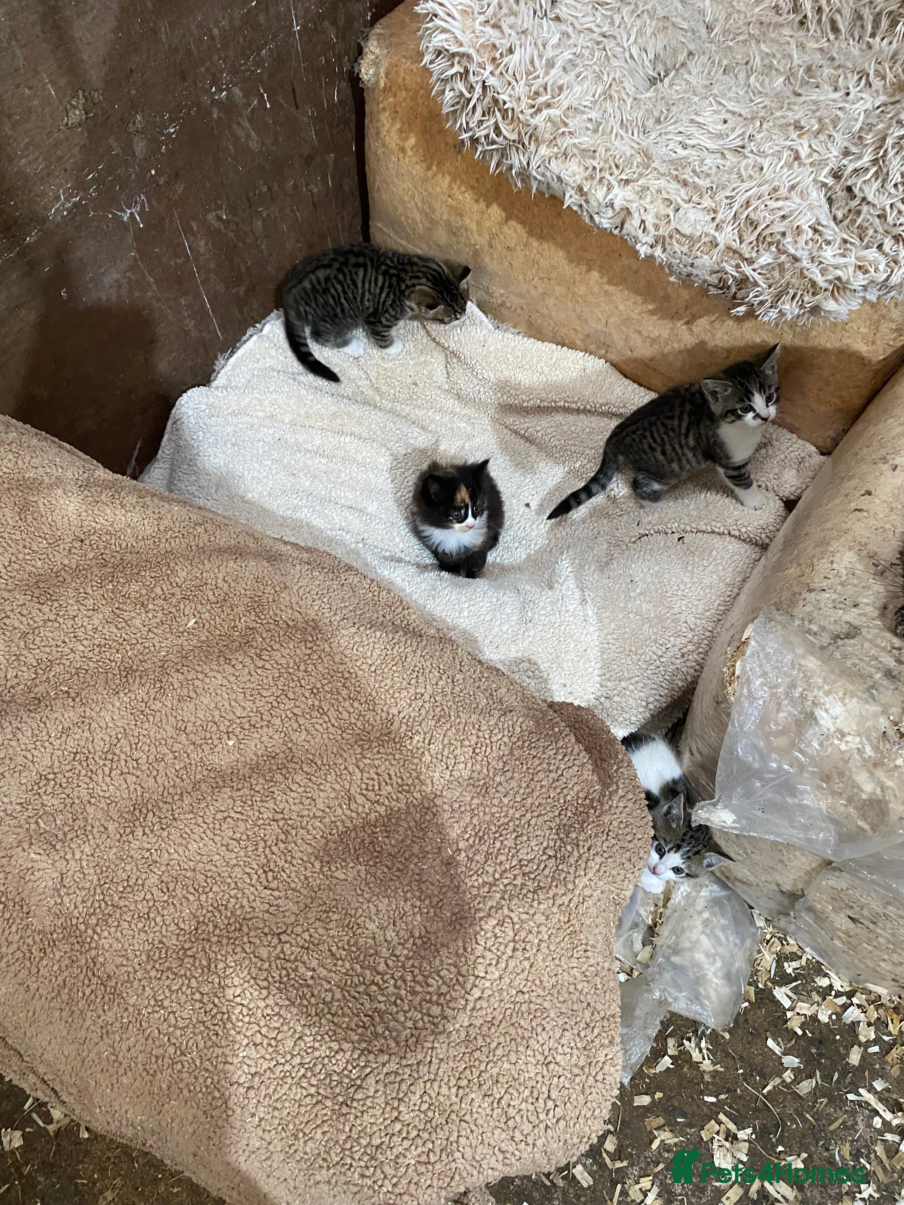 Mixed Breed cats Beautiful Kittens - Advert 2