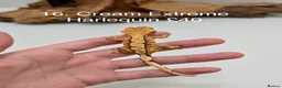 Gecko reptiles for sale: Stunning Mixed Morph Crested Gecko Babies! - Advert 14