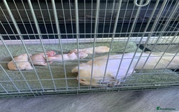 French Bulldog dogs for sale: Platinum Full Pink Big Rope Boy - Image 7