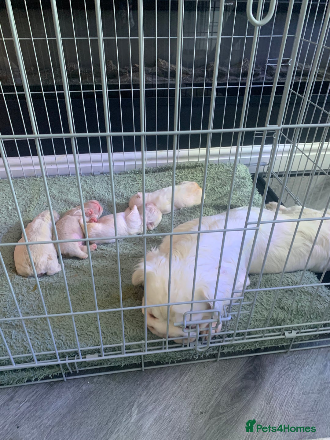 French Bulldog dogs for sale: Platinum Full Pink Big Rope Boy - Image 7