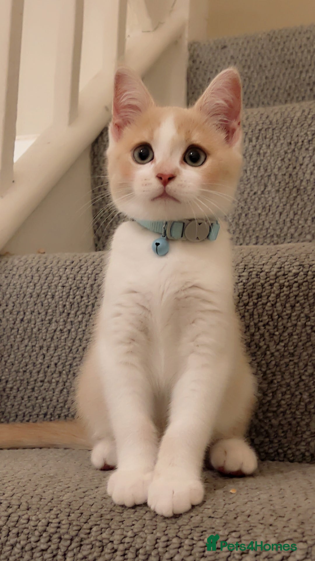 Mixed Breed cats for sale: Beautiful little boy - Image 7