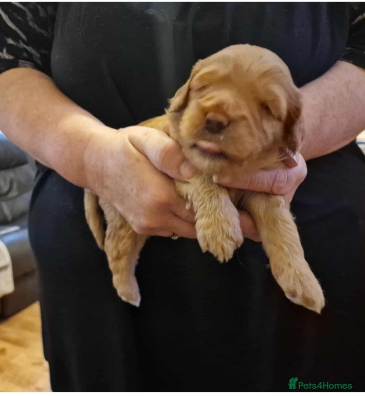 Cockapoo dogs Gorgeous cockapoo puppies  - Advert 8