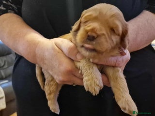 Cockapoo dogs Gorgeous cockapoo puppies - Advert 1