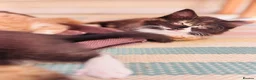 British Shorthair cats for sale: British Shorthair / Ragdoll kittens - Ready Now - Advert 5