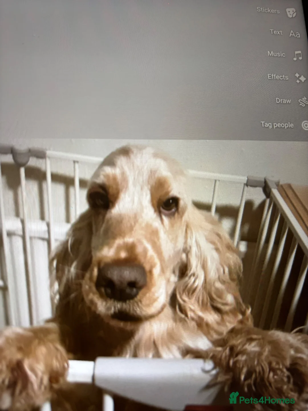 Cocker Spaniel dogs for sale: KC Registered show cockers in Rushden - Advert 2