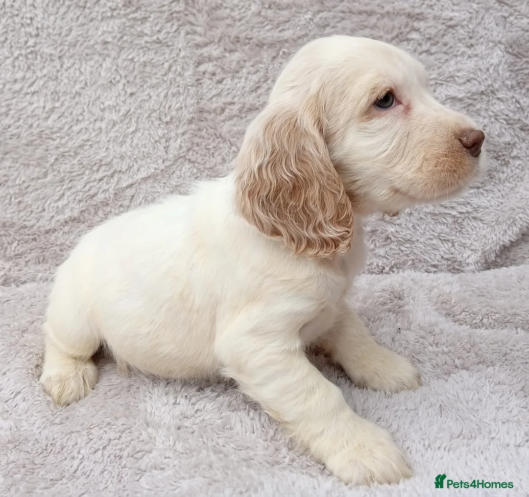 Cocker Spaniel dogs for sale: Cocker spaniel puppies. - Advert 7