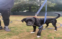 Mixed Breed dogs for adoption: A Bright Boy - looking for the Right Loving Home - Image 11