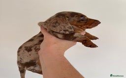 Miniature Dachshund dogs for sale: Tiny miniature dachshund puppies  - Image 9