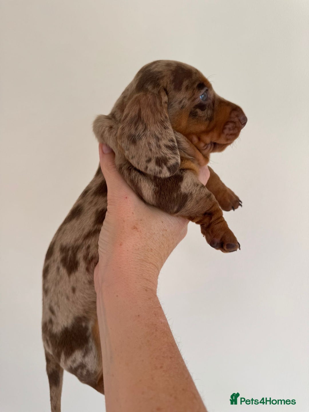 Miniature Dachshund dogs for sale: Tiny miniature dachshund puppies  - Image 9
