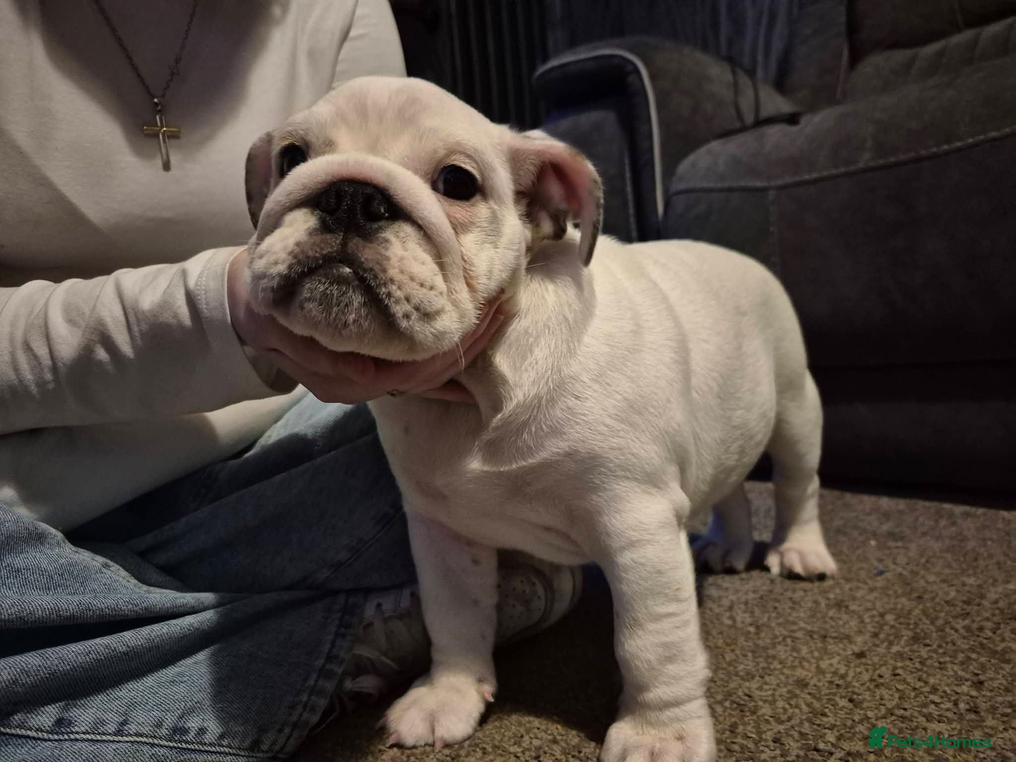 English Bulldog dogs Female english bulldog - Advert 3